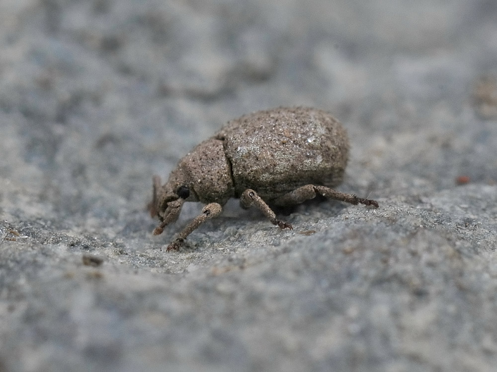 Curculionidae:  Romualdius angustisetulus